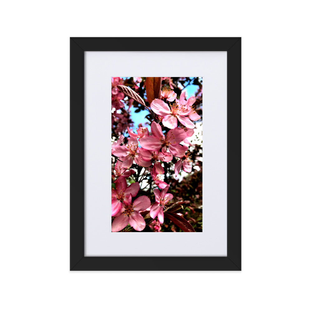 Peach Blossoms - Matte Paper Framed Poster With Mat